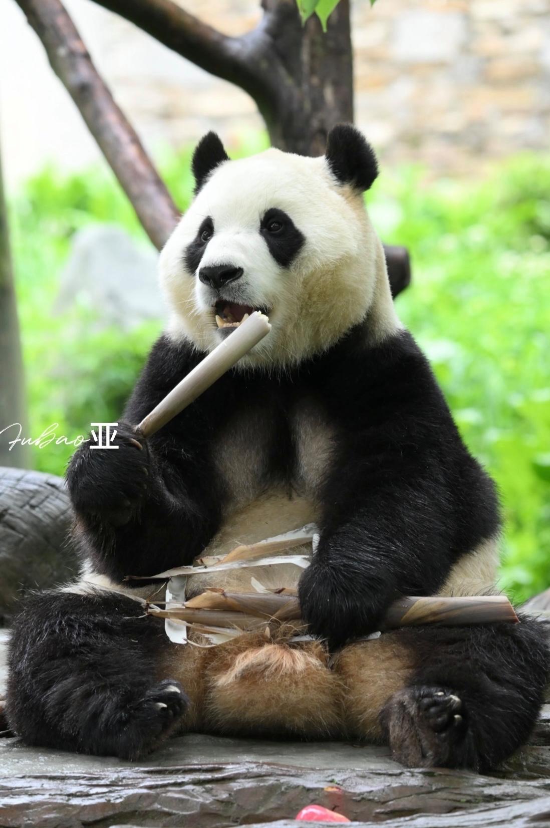 被福宝可爱到了，先是去拿苹果，结果不小心苹果掉了，宝宝又不想捡，于是拿起笋笋开始
