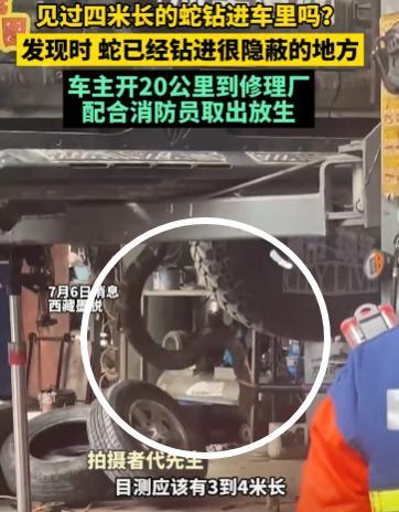 7月5日，林芝市墨脱县。近四米长的眼镜蛇被车前轮压过，竟钻进车里！



墨脱县
