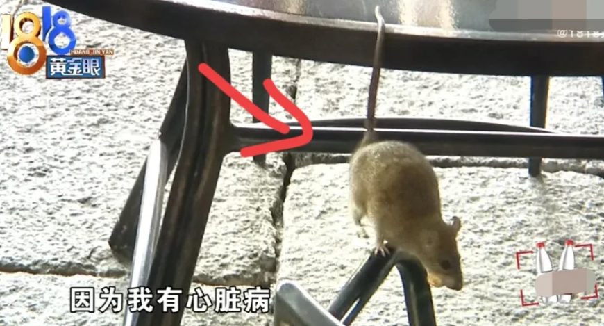 浙江萧山，女子请客吃饭，中途离席，见室外餐桌上有一只老鼠，吓一跳，拍了照，没声张