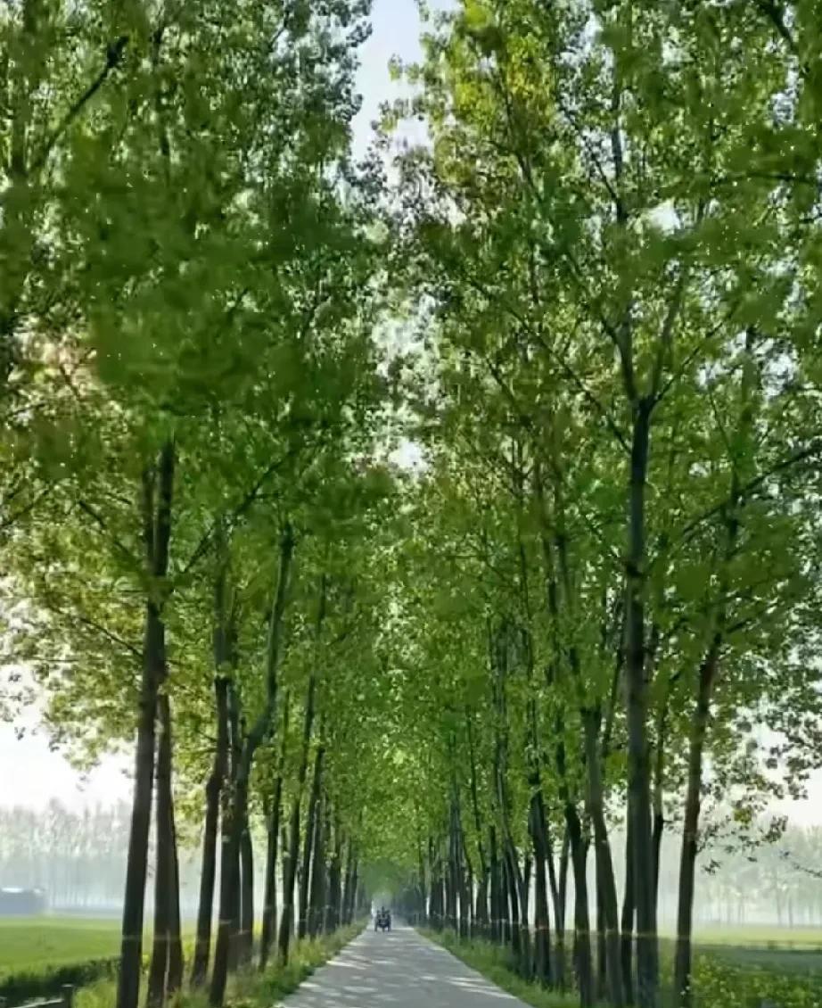 安徽上半年风调雨顺，今年的农作物目前长势都非常好
后天就是7月1号了，2025年