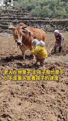 太暖了"牛保姆"！老人在地里干活，萌娃帮忙牵牛，黄牛歪着头查看孩子的速度，这一幕