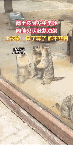 它立起平衡，它弓步推掌，它轮臂砸拳。此时此刻，来劝的了“别打了！别打它了！别让人
