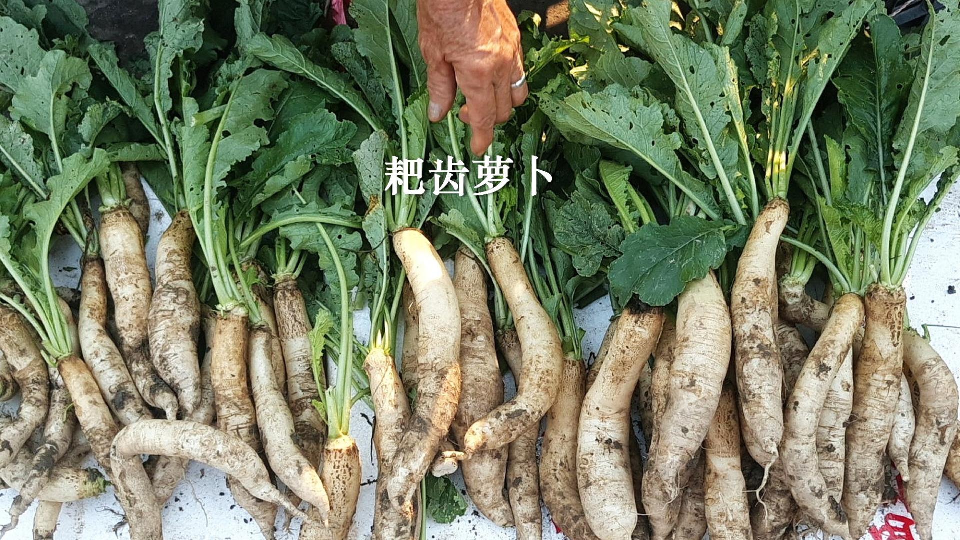 市场博物：耙齿萝卜，真正好的老品种