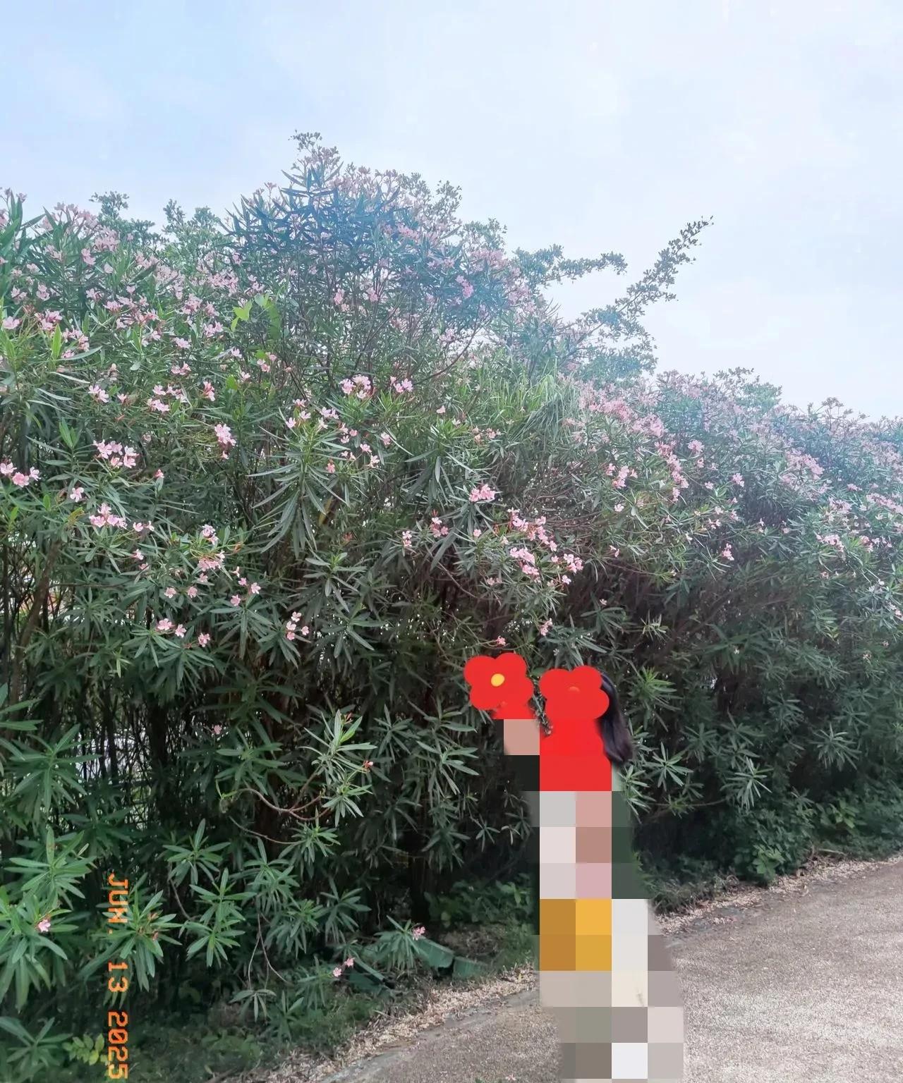 #分享手机里的花花草草#