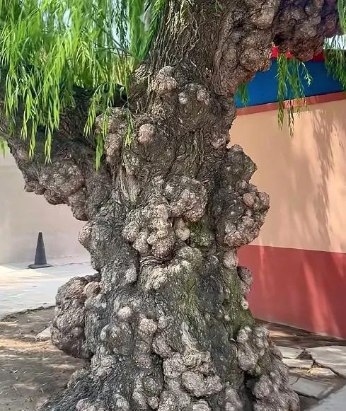 胶州“金疙瘩”老柳身世成谜，家族守护者盼揭开百年树缘。
“这棵树啊，打记事起就在