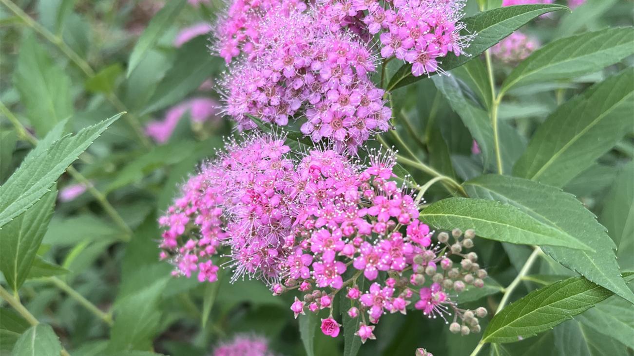 《隐秘，粉花绣线菊》