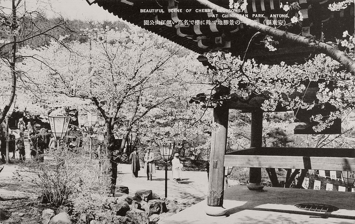 1920s，辽宁丹东镇江山上盛开的樱花。