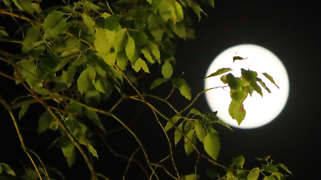 【明日黄历】2025年12月3日（十月十四 星期三）的黄历解析