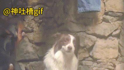 狗狗的处理方式，你明白了什么道理？大黑狗朝着另外一只狗一直嚷嚷，黑白狗却并不理会