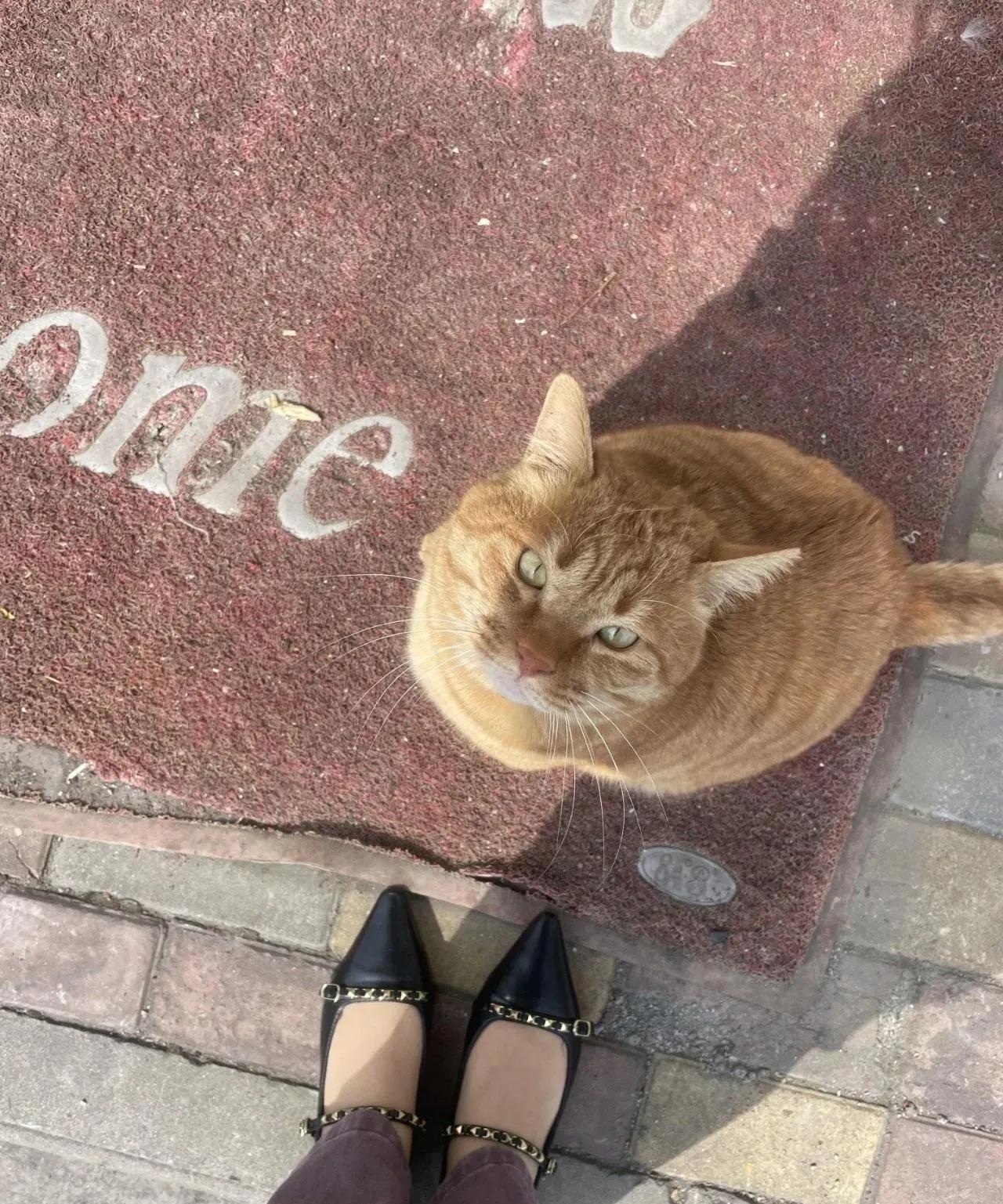 这个世界真的不能没有这些猫猫狗狗。