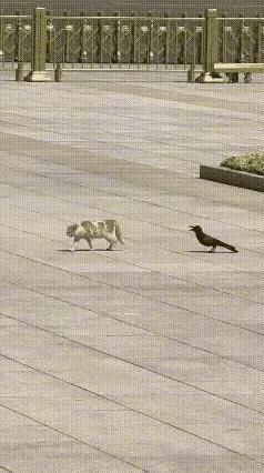 乌鸦放肆的挑衅，是对猫咪捕捉能力的蔑视。