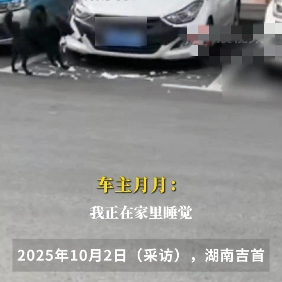 大家公认“二哈”是拆家的专业户，但是还有比“二哈”更厉害的角色，它能拆汽车。
1