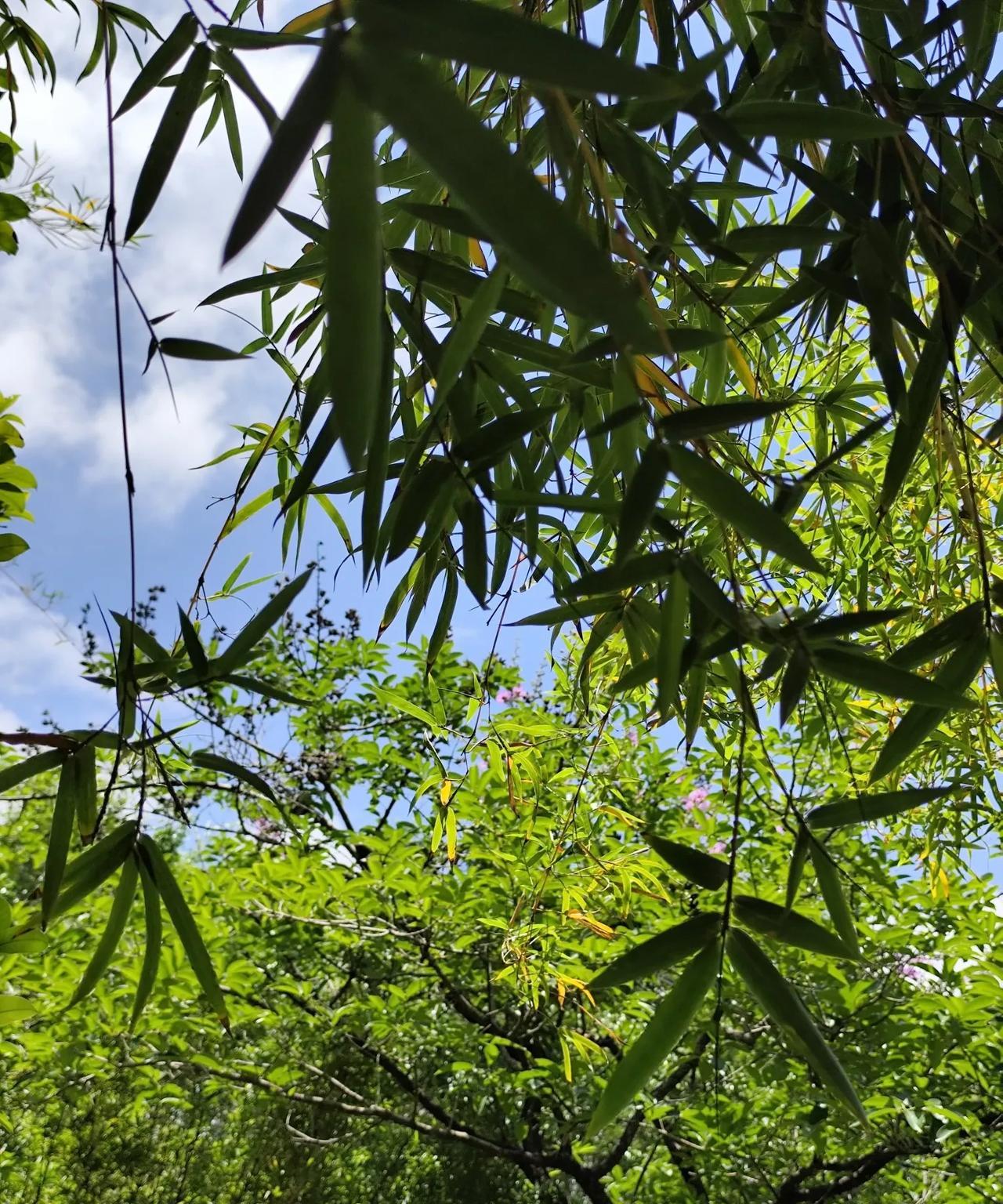 峻宁峻宁求婚成功，峻宁峻宁假装跟女友说自己很忙，其实是悄悄去布置了浪漫唯美的求婚