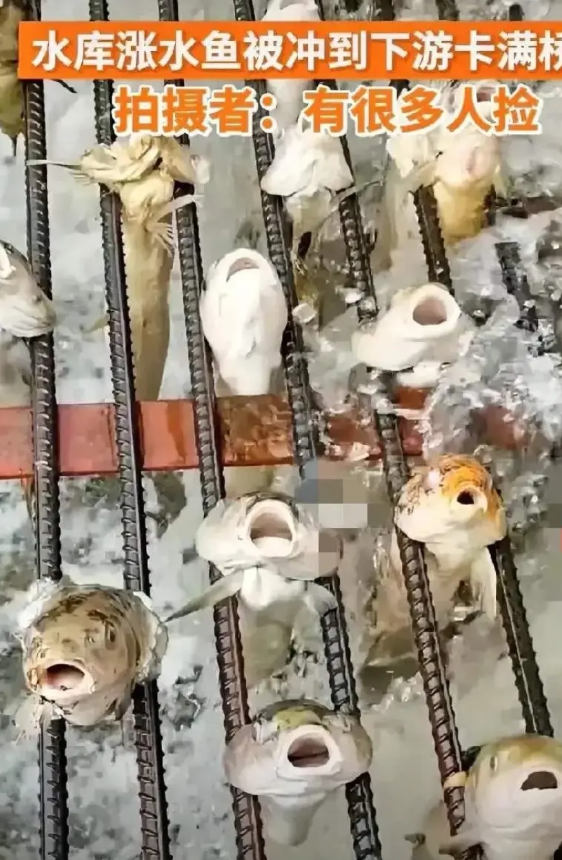鱼儿万一也想不到自己会以这样的方式告别这个世界！

浙江丽水，由于雨水较大，水库