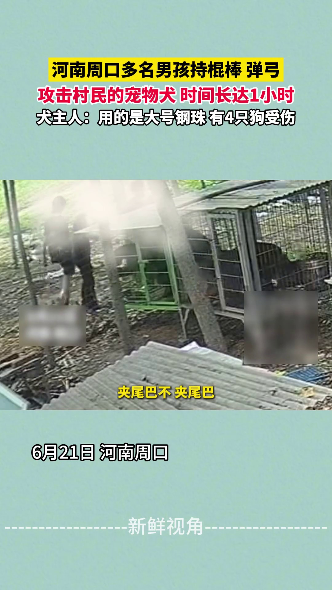 河南周口多名男孩持棍棒 弹弓 攻击村民的宠物犬