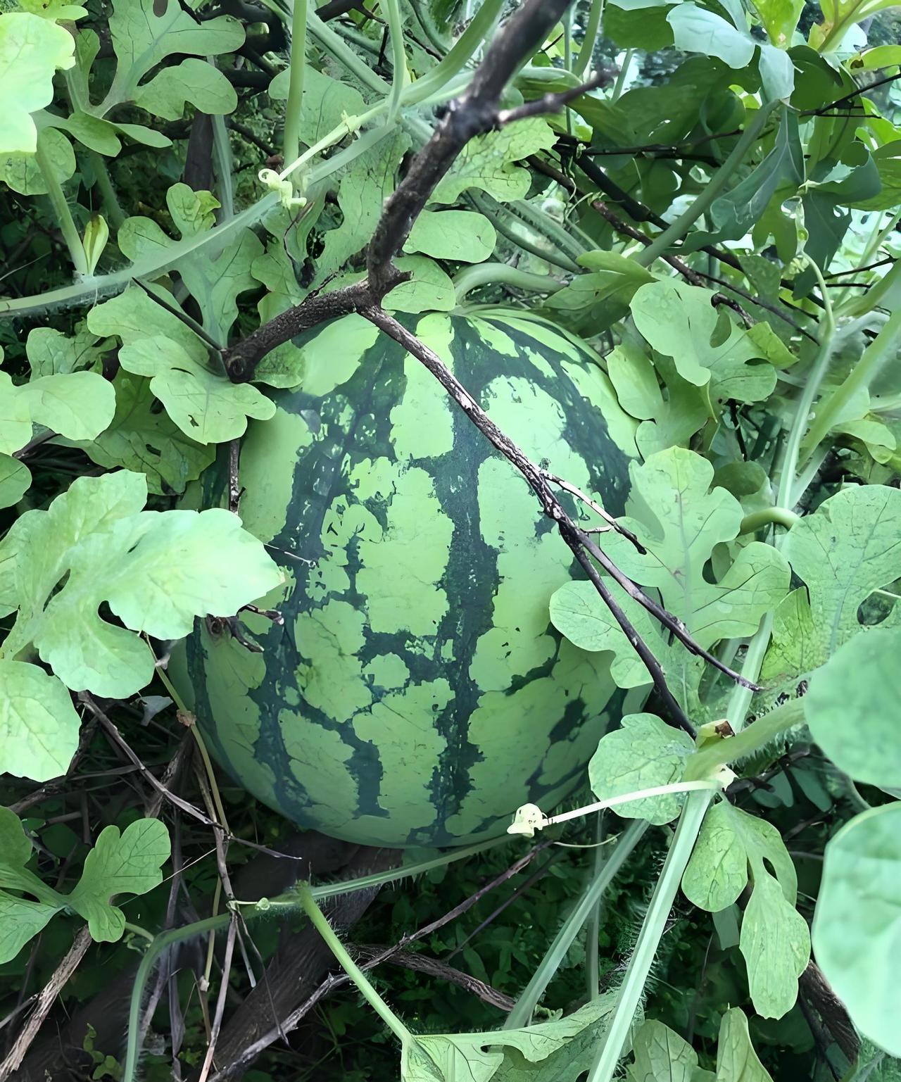 小时候因为家里的平房没有做好防水，夏天下雨的时候屋里到处漏水，那真是外面下大雨，