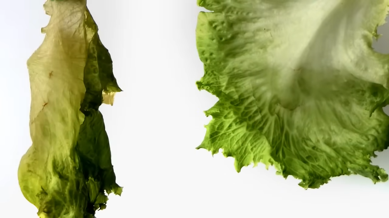 为什么人冷了要穿衣，树“裸奔”却冻不死？