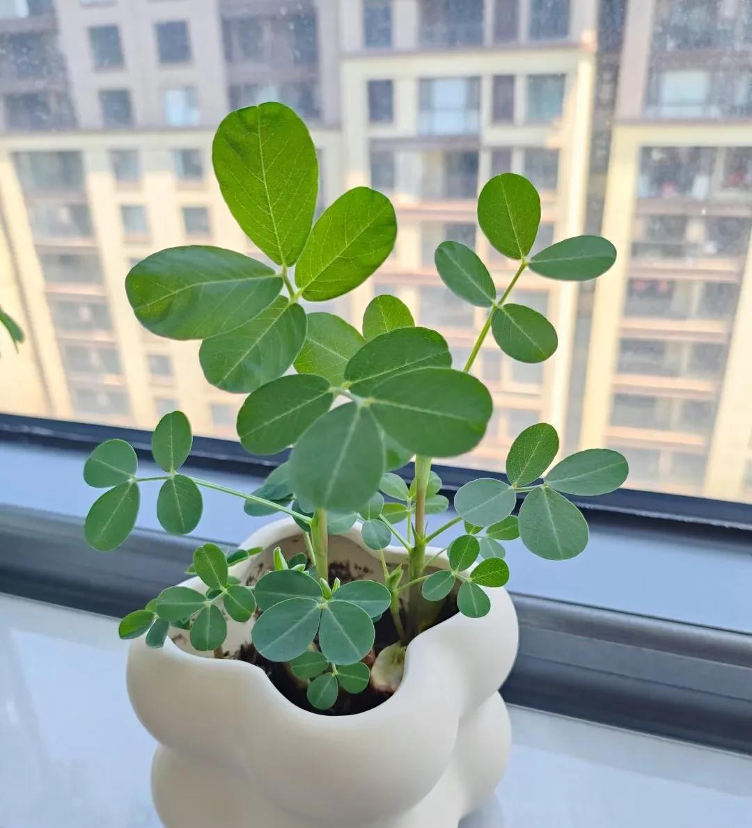 #你相册里最近一次的植物的照片#
花生，希望好事发生
我是个连多肉都能养嘎的人