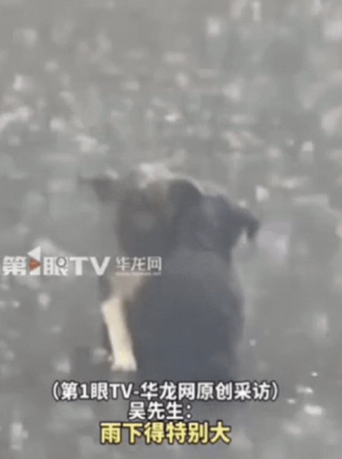 湖北恩施，男子开车回家时，突降暴雨！刚开了1分钟，就发现路中间有2个黑点，他以为