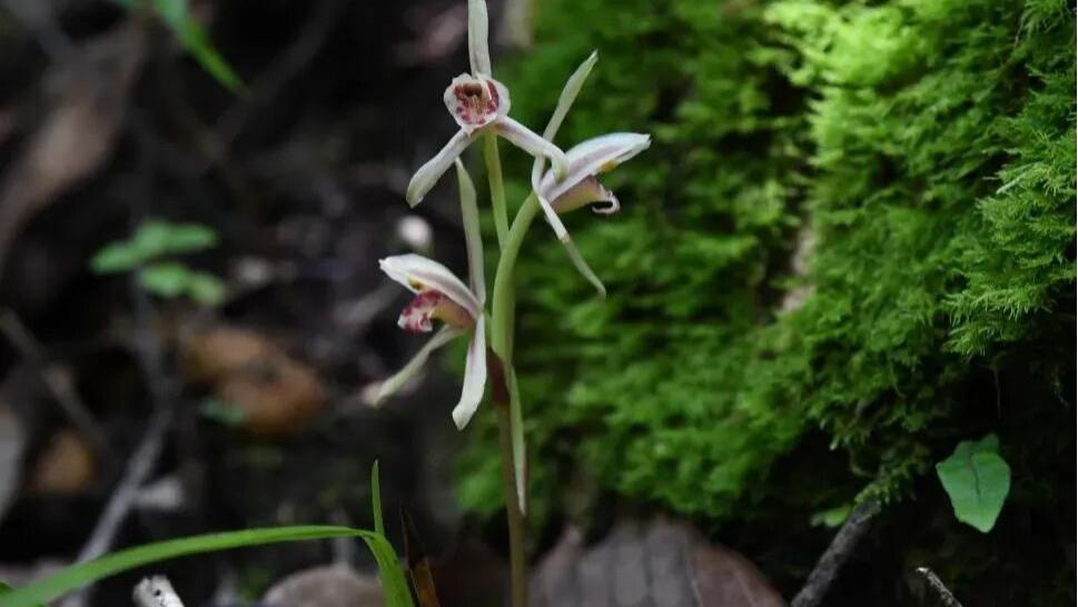 陕西汉中发现国家二级保护植物大根兰，无叶无假鳞茎，种子萌发全靠真菌