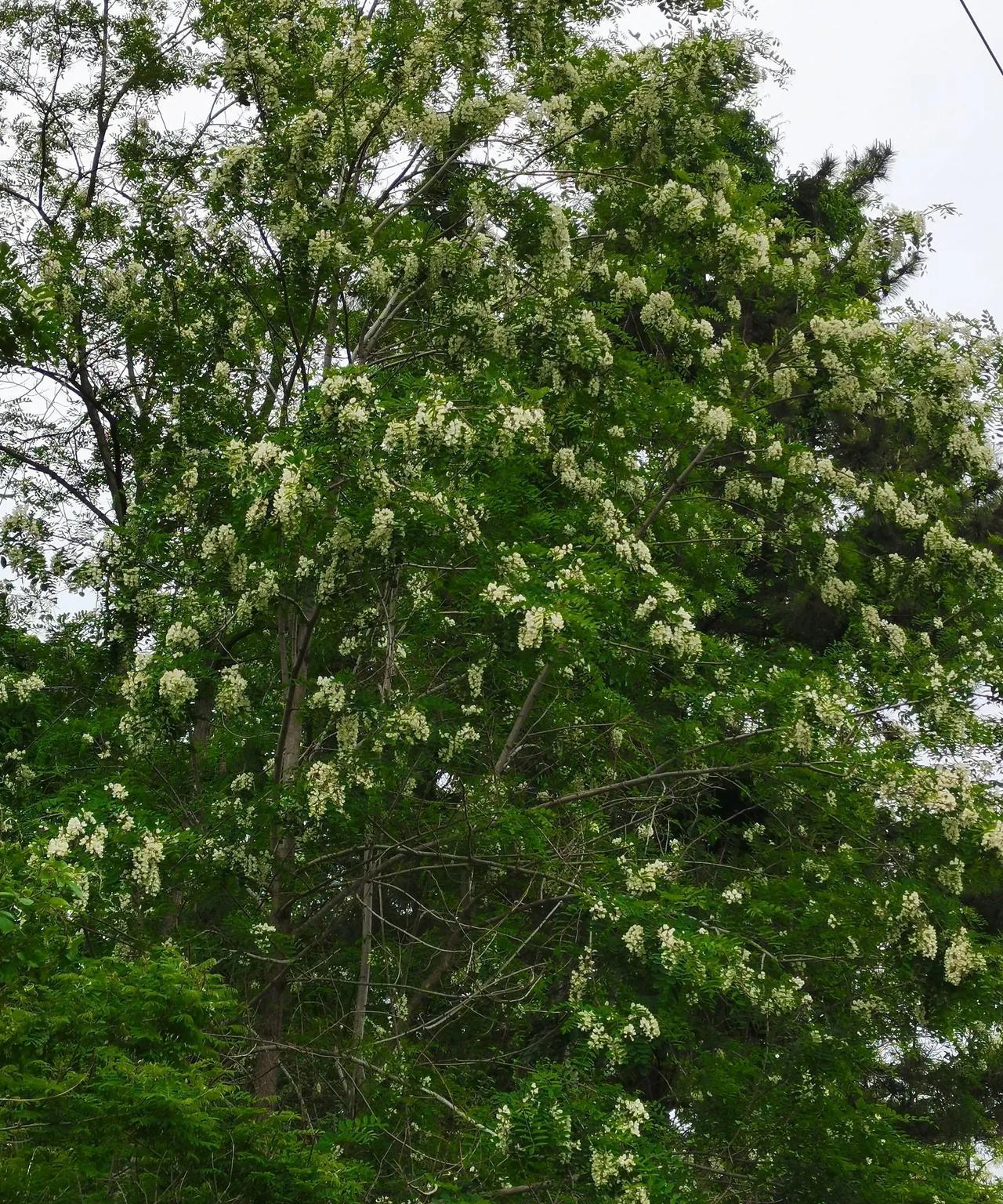 人间四月芳菲尽，
山寺桃花始盛开。
同是山东，气候相差真大。
威海张山头的洋槐花