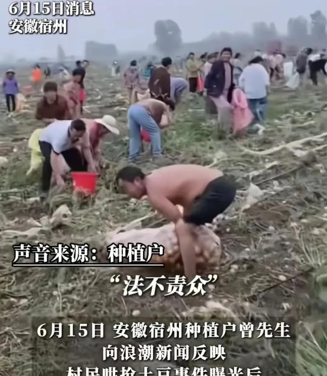 安徽哄抢土豆疑似反转？种植户涉嫌虚报夸大损失？
村民抢挖别人的土豆是犯罪，如果种