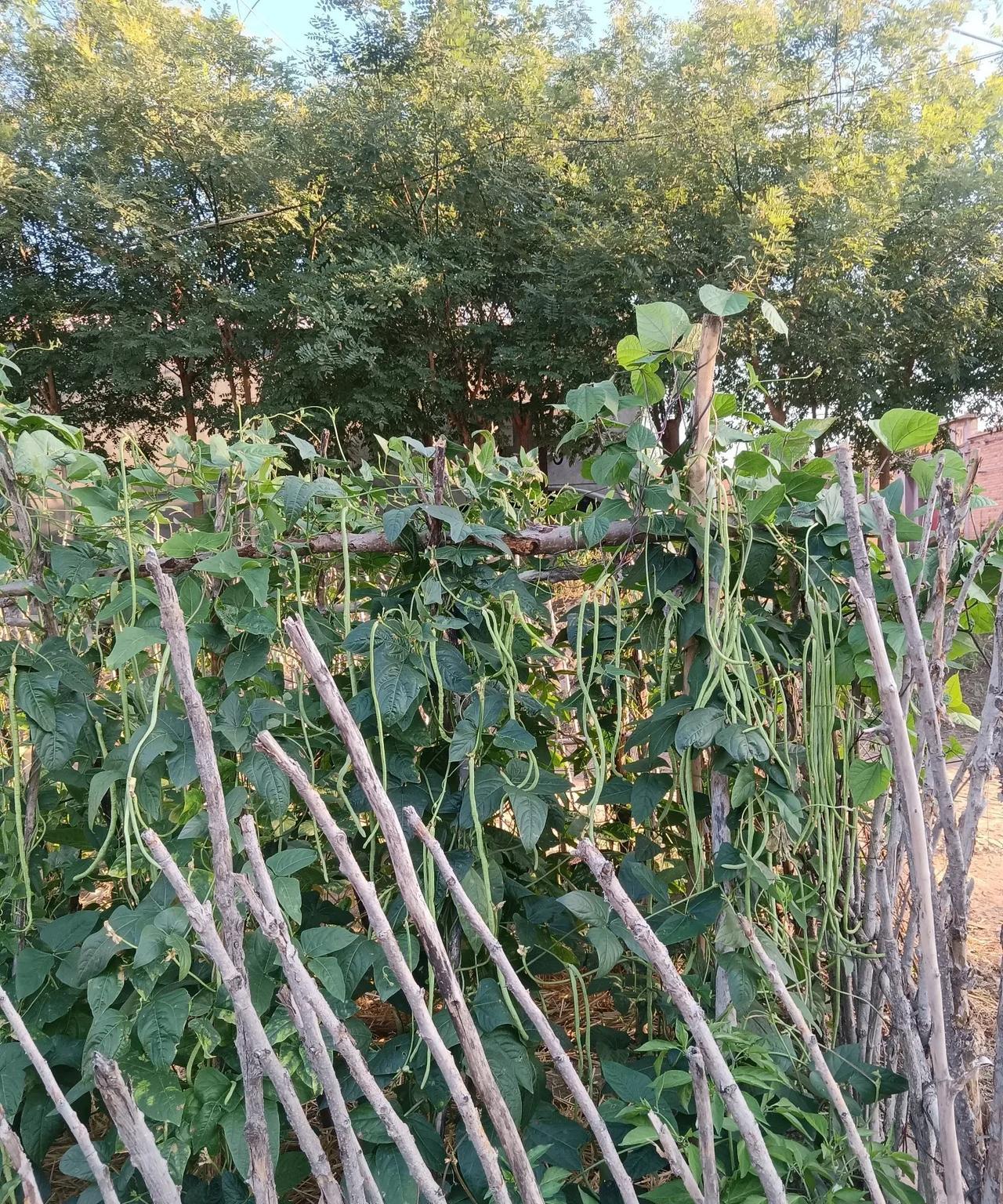 这才是真正的无公害非转基因的豆角。
河北沧州在自己家的房前屋后种上一点儿的蔬菜，