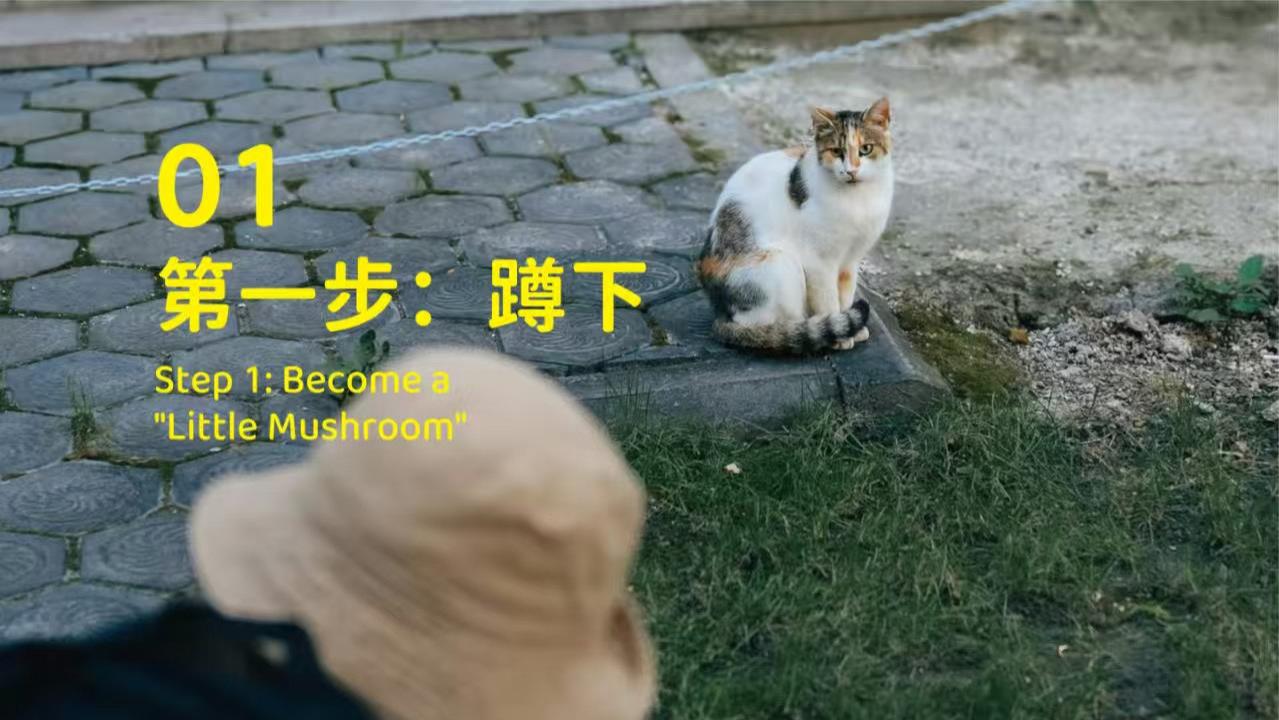 象乡宠物食品 | 不用任何道具如何快速勾引陌生小猫?