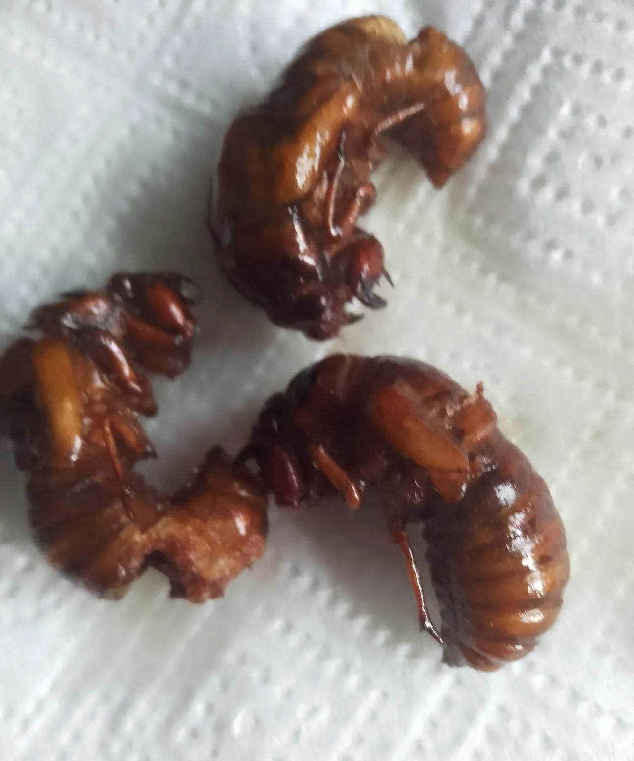 这个真的堪比海参吗？
我每天早上给雇主老板炸三个吃。
炸这知了猴最让我头疼。
因