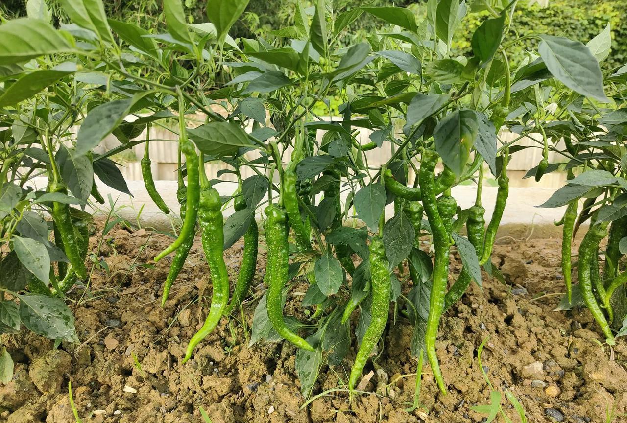 这小辣椒树结的辣椒果太猛了。下左图这棵辣椒，是我四月份种在新开荒的土地上的，按理