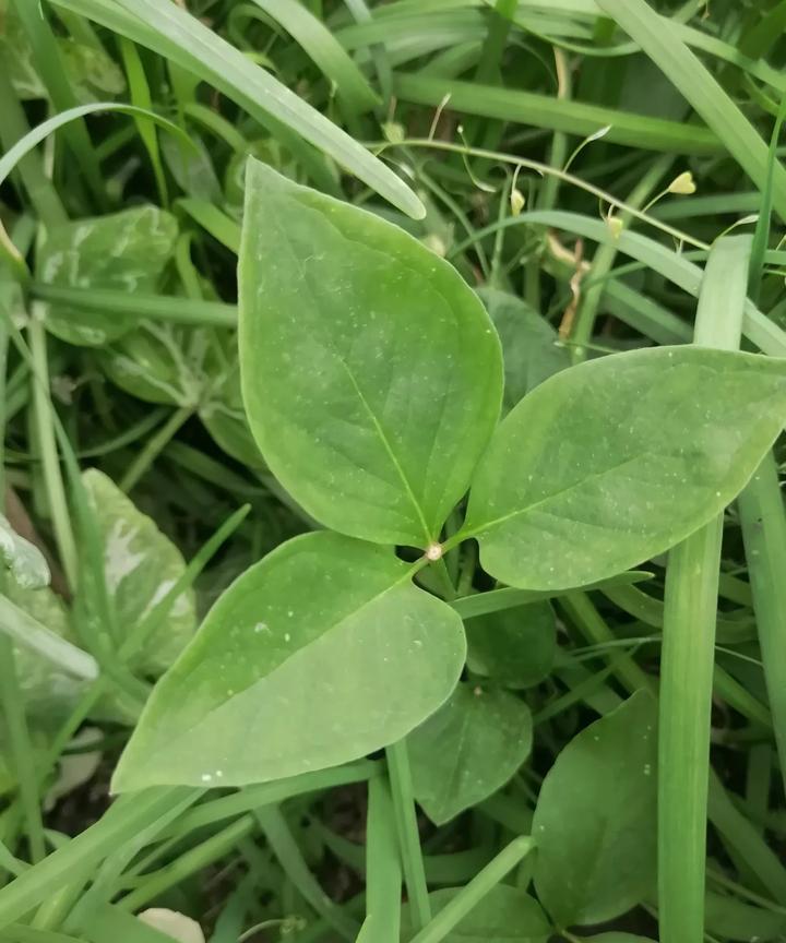 这种有3片叶子的植物可以吃吗？