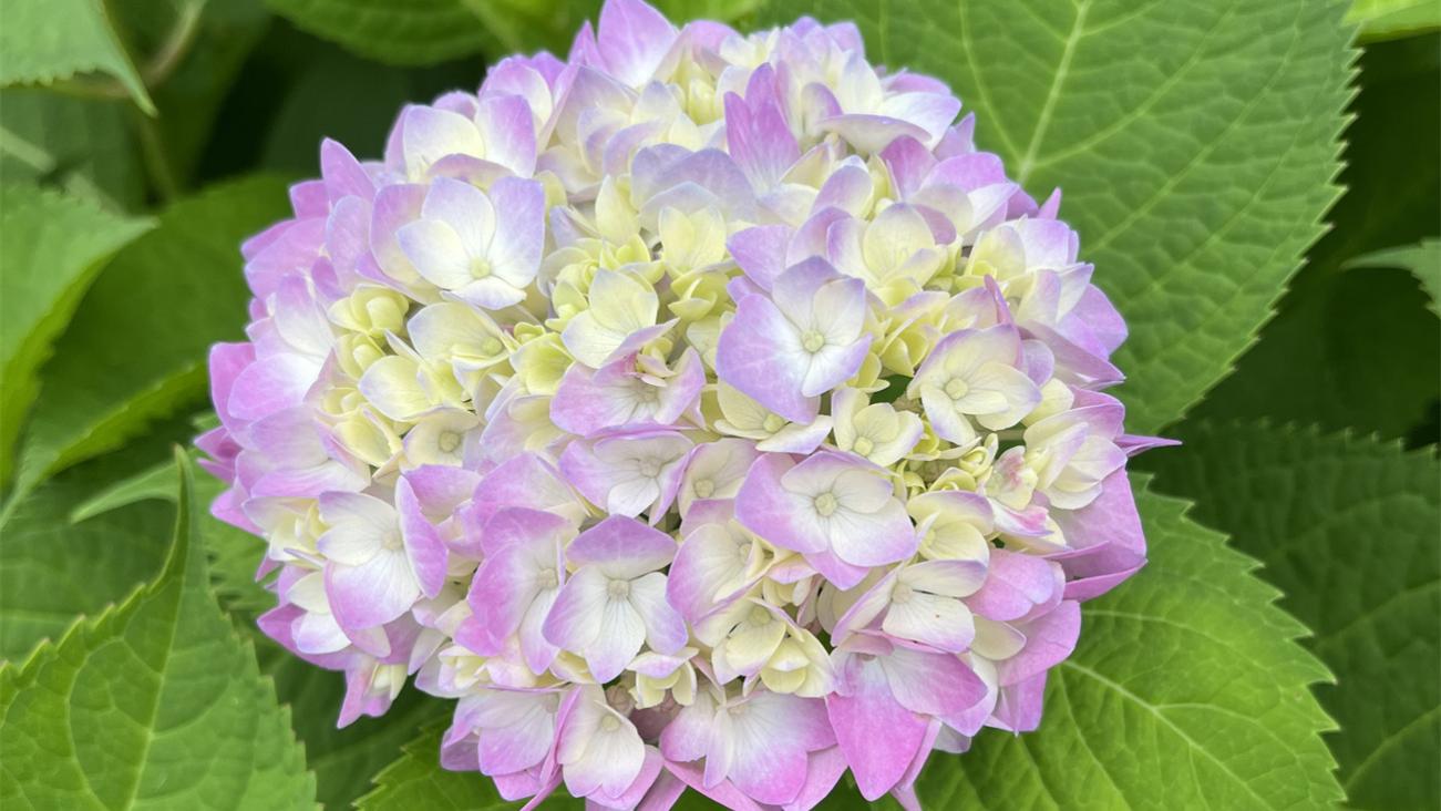 绣球花的花语