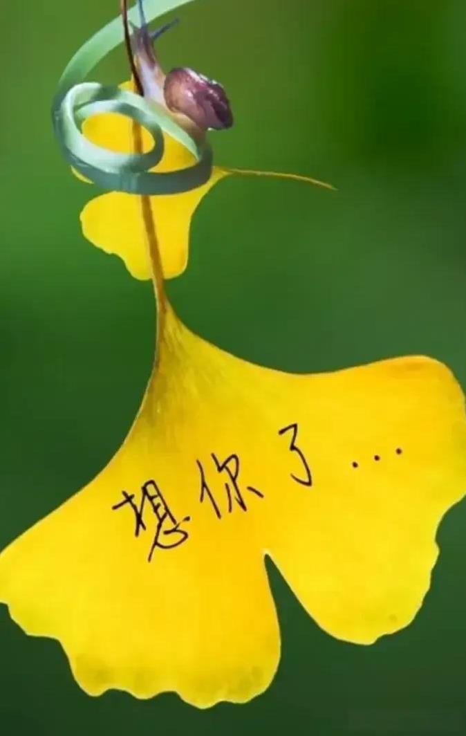 想你的时候
我会翻看
我们的聊天记录
会看看你的照片
听听你说过的语音
亲爱的