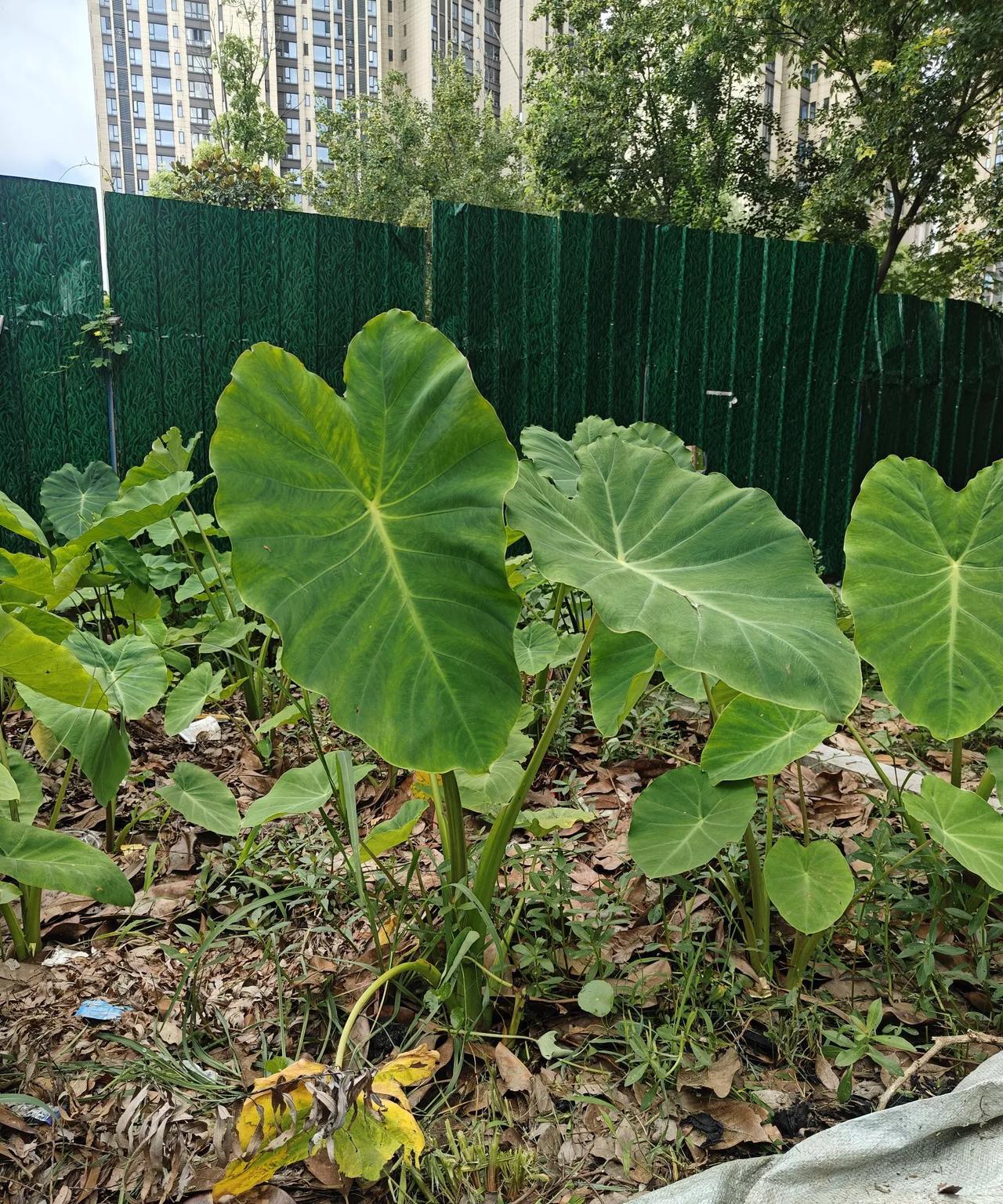 前几天在公园看到有两人为一块地吵架，地里种的就是这个玩意。
两个人吵架的原因就是