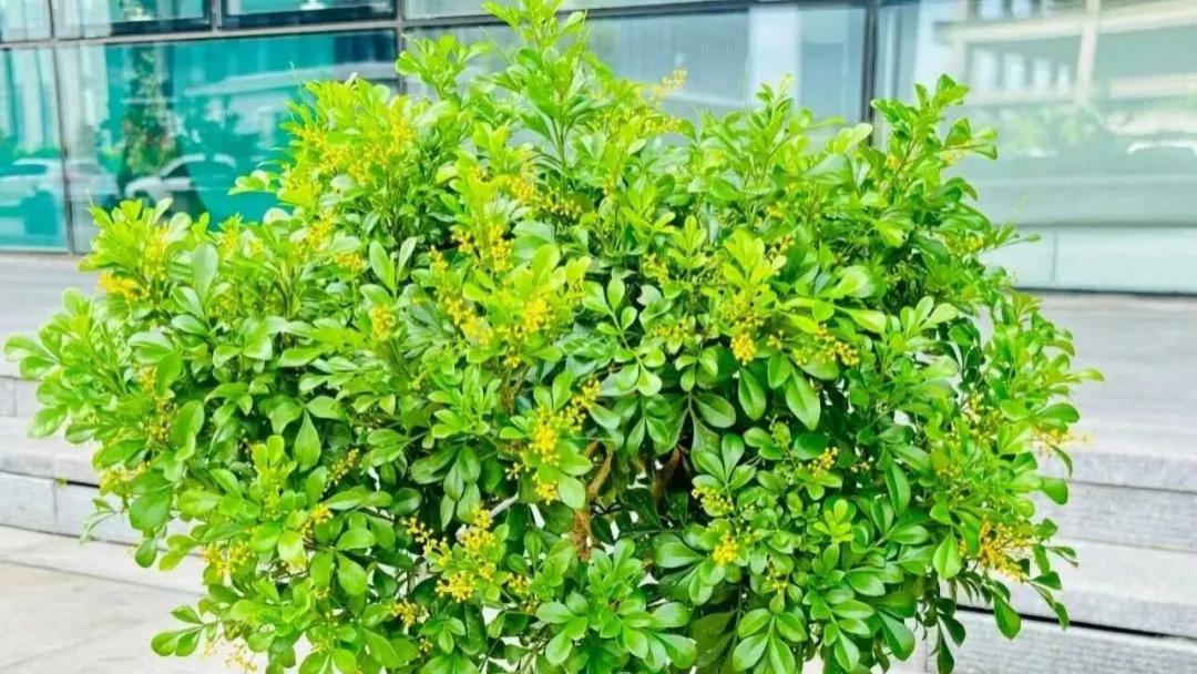 花友别踩坑！三角梅、茉莉等 5 种花，低温天气，不搬进屋，否则明年想开花难