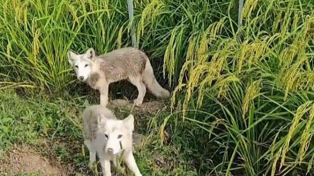 男子在10年前救助2只白狐，如今已繁衍5代！收获一群“狐保镖”：帮忙驱鸟抓鼠