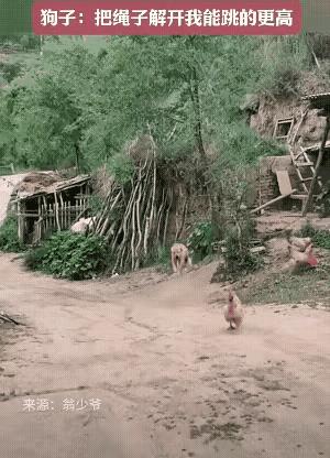 这狗要是参加跳高比赛应该比人强。
