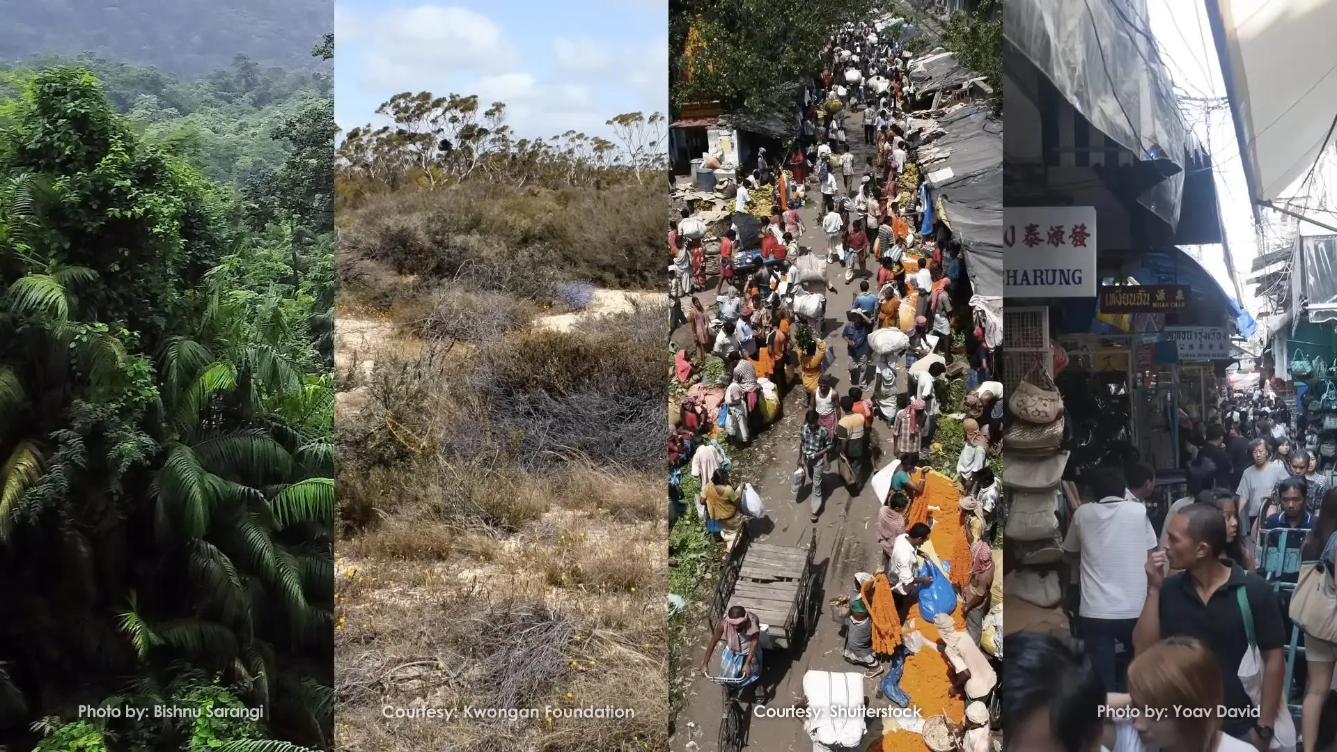 贫瘠土地上的生命狂欢：揭秘生物多样性的“穷困悖论”