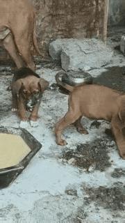 这是几天没吃了见到食物蒙圈儿了。