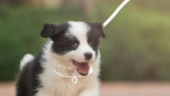 温馨提示|关于小区文明养犬