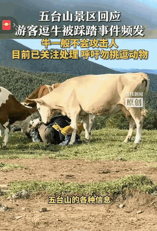 不作不死！温顺老实的牛不被激怒，它才不会攻击人类！
7月16日，五台山景区有游客