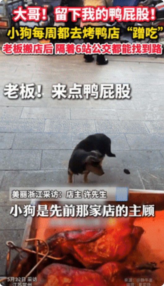 “泪目了！”小狗每天去烤鸭店蹭鸭屁股吃，老板搬新店后2年没见！客就在3天前，小狗