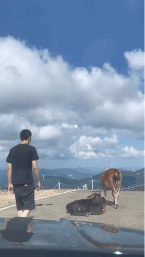 牛：不好言好语，还踢我两脚，不跟你墨迹了，晚安玛卡巴卡[捂脸]