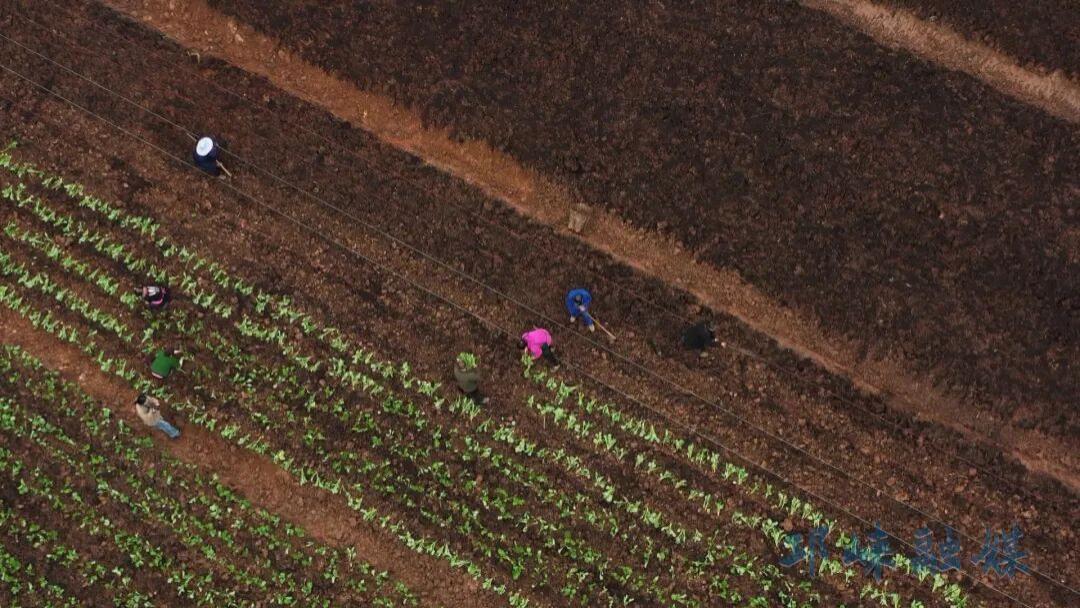 “硒”望田野！邛崃这个村解锁乡村振兴“新赛道”