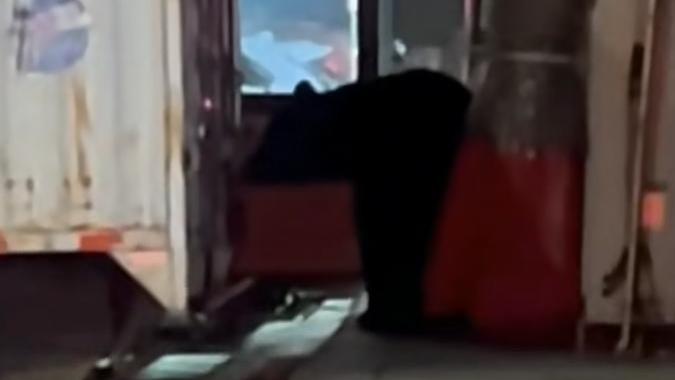 黑龙江一地黑熊进城乱窜，临近放学时间冲到学校附近，被特警击毙，网友：为啥不用麻醉枪？