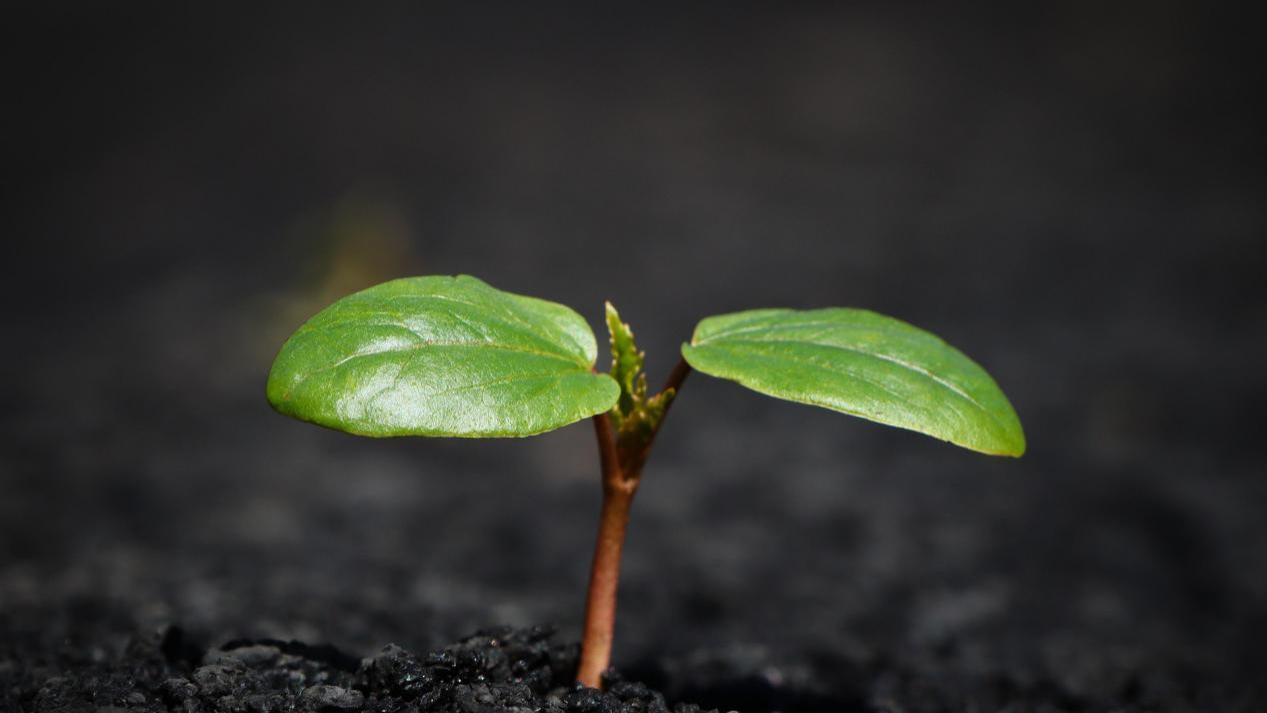 土壤有机质：土壤肥力的“幕后英雄”