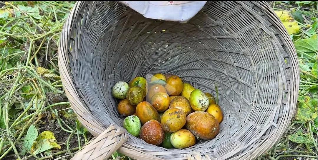 你大家有没有发现我们平时吃的黄瓜明明是绿的，但是为什么还要叫它黄瓜呢？