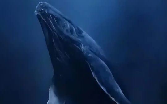 蓝鲸是世界上最恐怖的“造粪机器”，一天排2吨粪便，足够塞满50个马桶，太带派了…