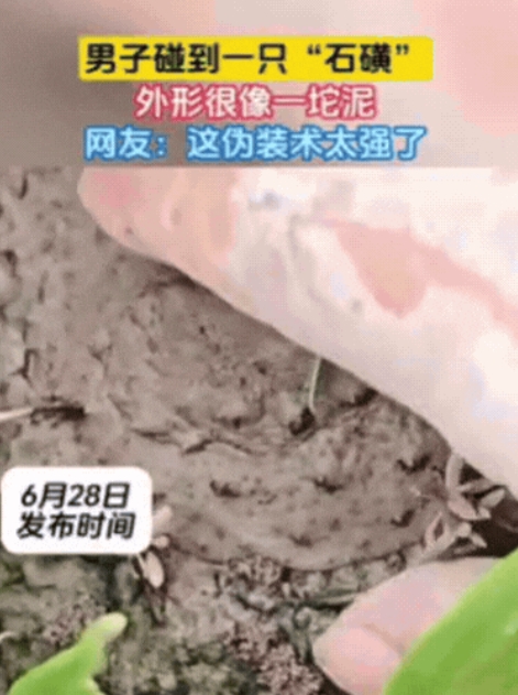 男子在爬山时，发现前方泥土竟然在动！他以为是蛇，结果凑近之后，才发现是一只“石磺