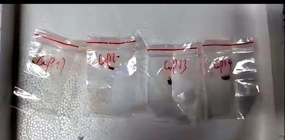 武汉一女科学家因为走私禾谷镰刀菌在底特律机场被美国联邦调查局逮捕。
该女科学家是